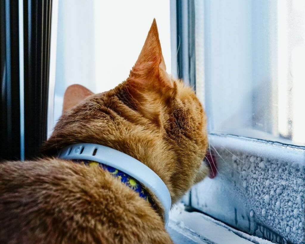Katt som slickar upp kondens på fönster. Fukt och mögel.